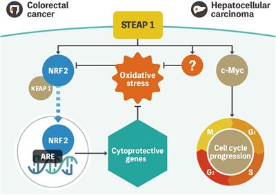 Targeting STEAP1 as an anticancer strategy